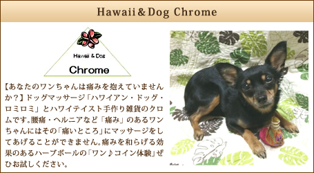 Hawaii＆Dog Chrome
