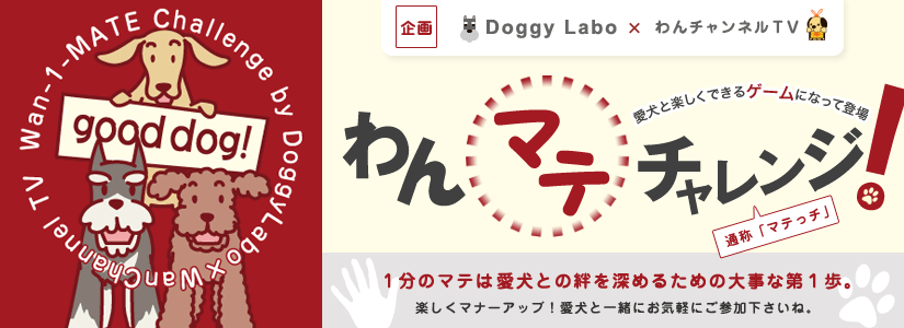 【Doggy Labo×わんチャンネルＴＶ企画 　わんマテチャレンジ】タイトル